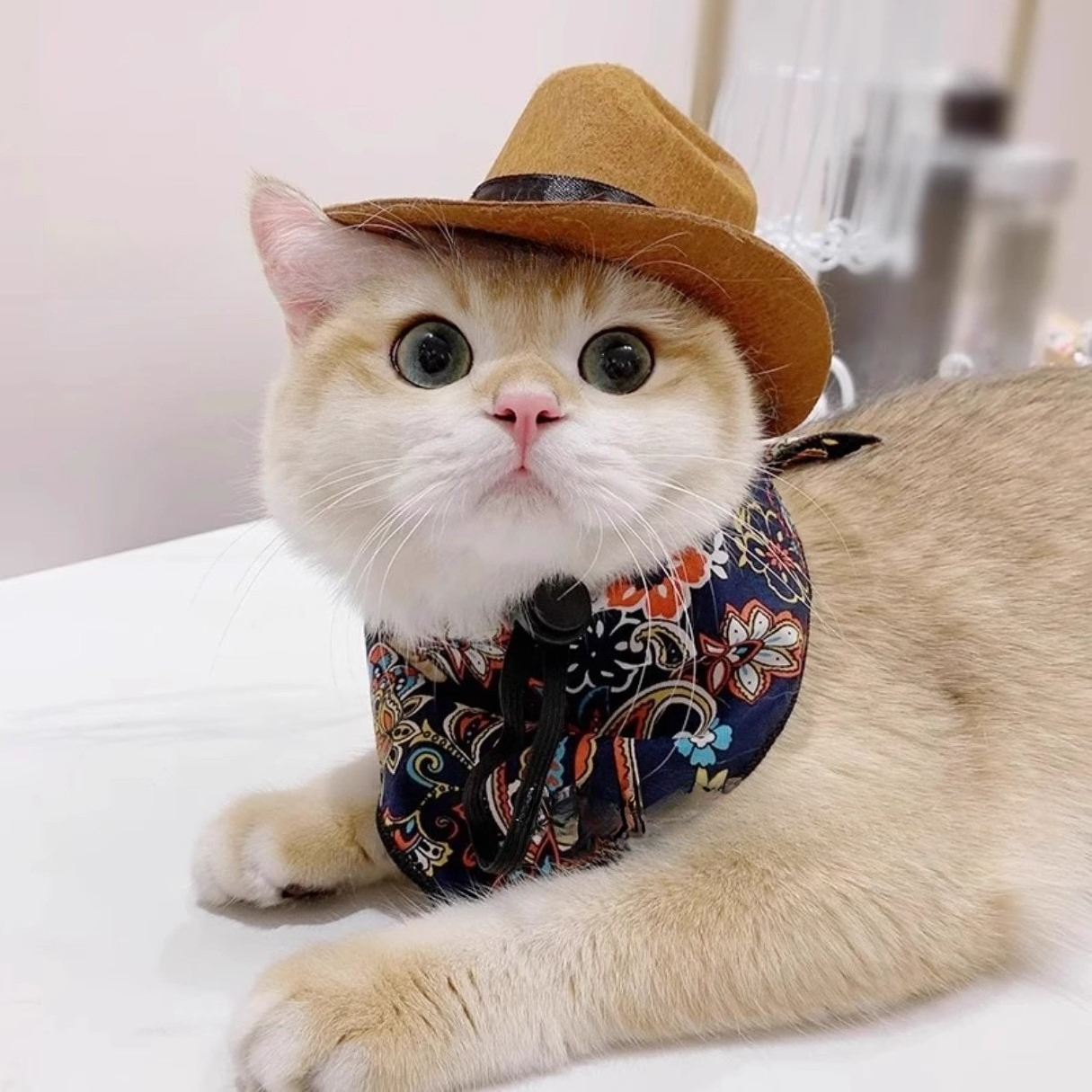    Ковбойская шляпа для кошек – обзор и цена Cowboy Hat Straw